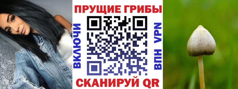 shop какой сайт  Кяхта  Галлюциногенные грибы Psilocybine cubensis  магазин  наркотиков 